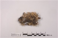 藏品(二型球孢球粉衣)的圖片